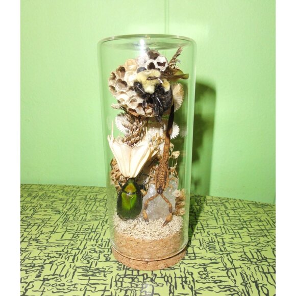 Scorpion Green Chafer Beetle Wasp Nest Bee & Crystal Oddity Jar taxidermy - Picture 5 of 16